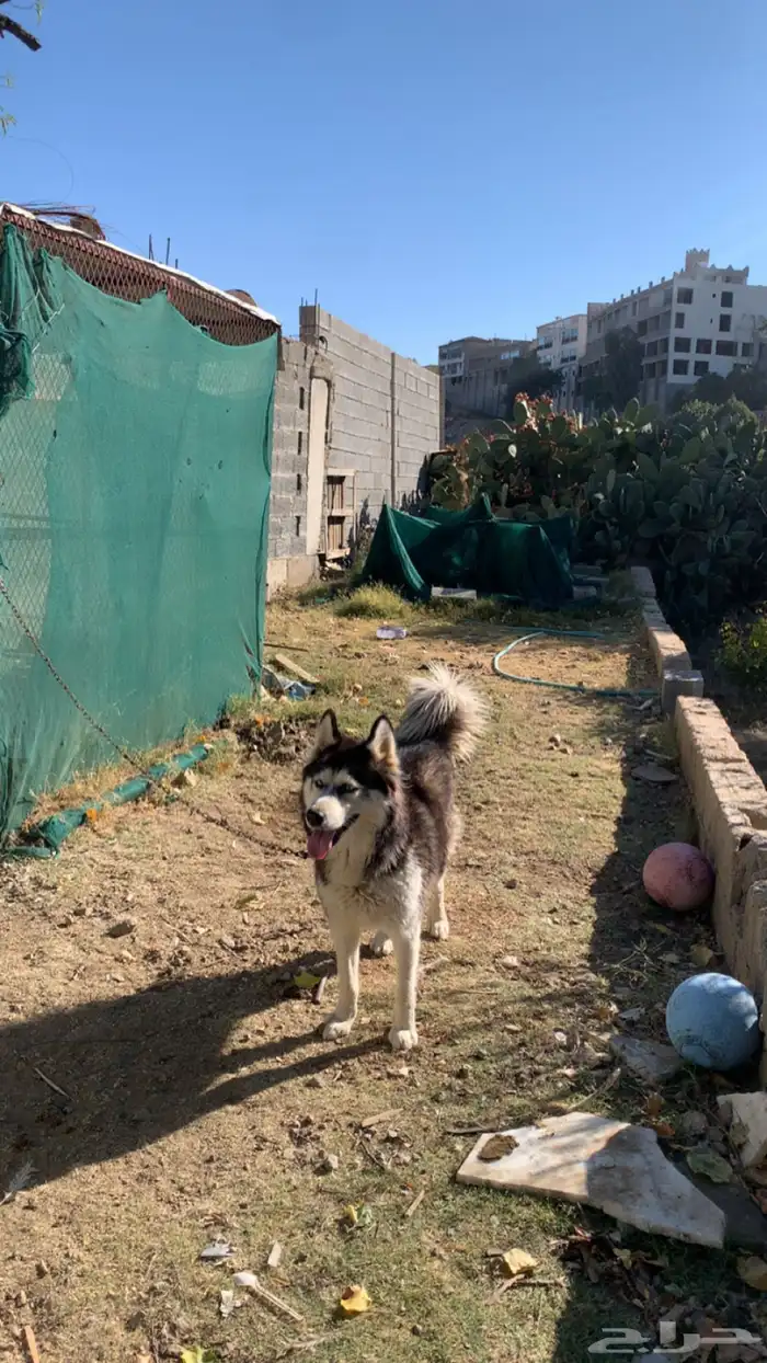 انثى هاسكي 2