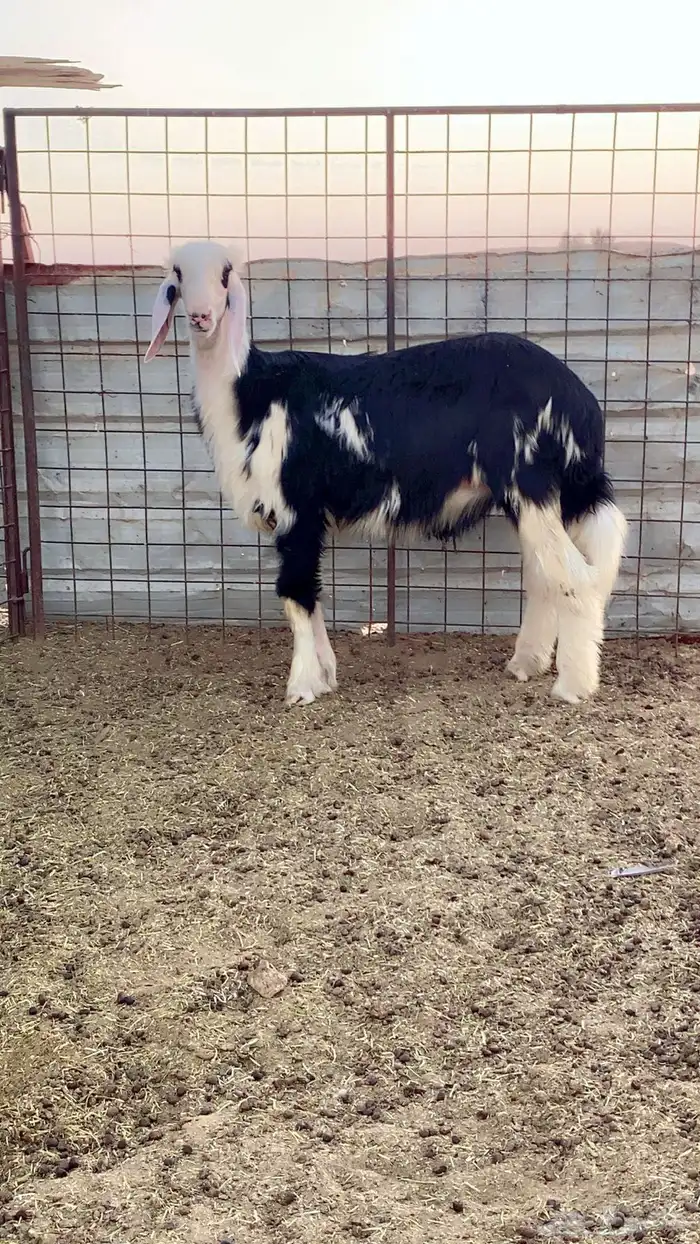 خروف نجدي مشروع فحل فاااخر 2