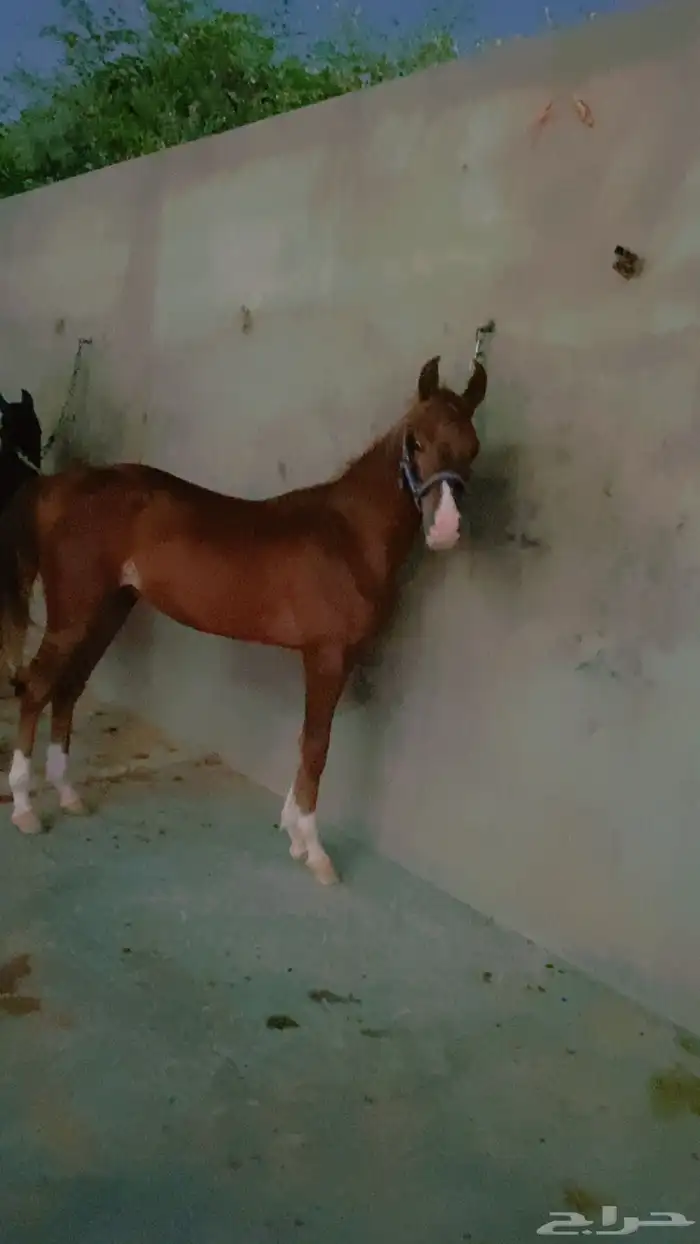 ماهر وهو بطل 0