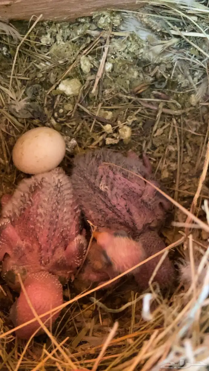 زوج روز مكينه انتاج مع فروخه 1