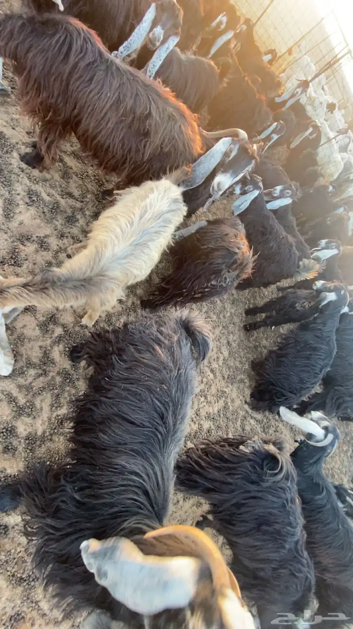 معزاء مراح واحد نضيفه من الامراض محصنه معوي وعن الجدري 2