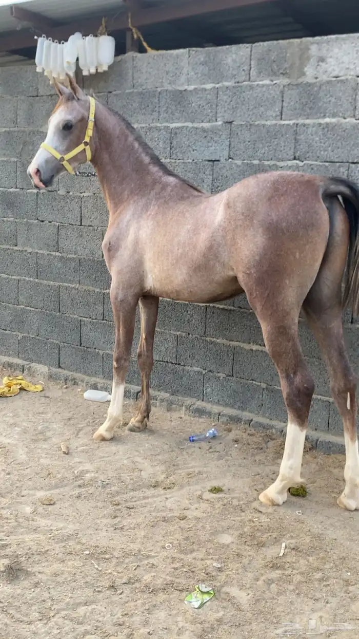 مهر شعبي مستقبل فاخر 2