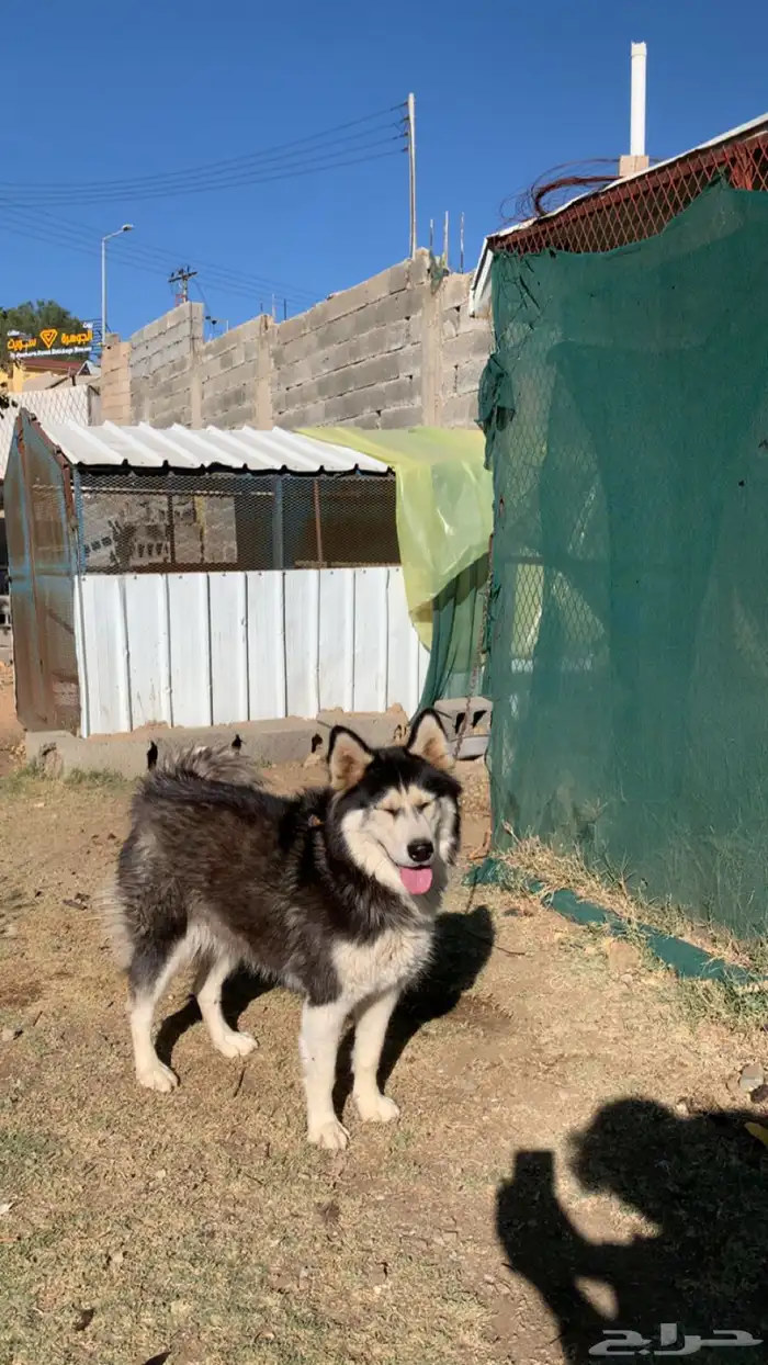 انثى هاسكي 3