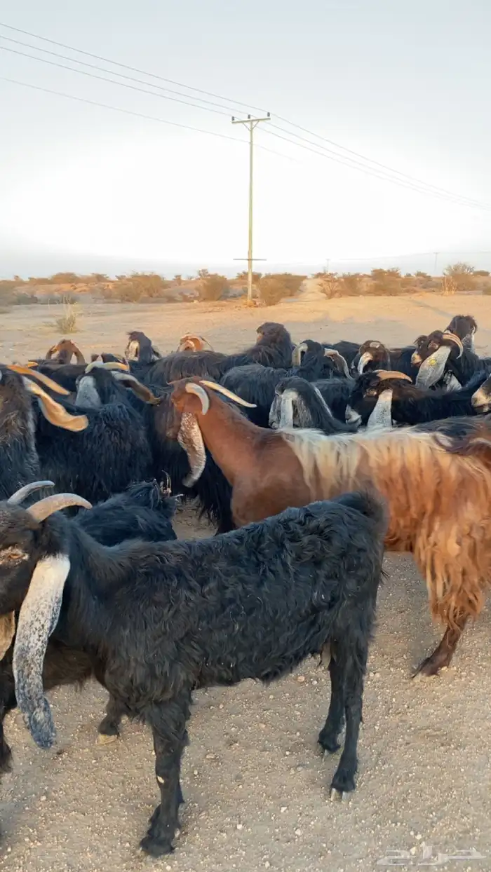 معزا عوراض 0