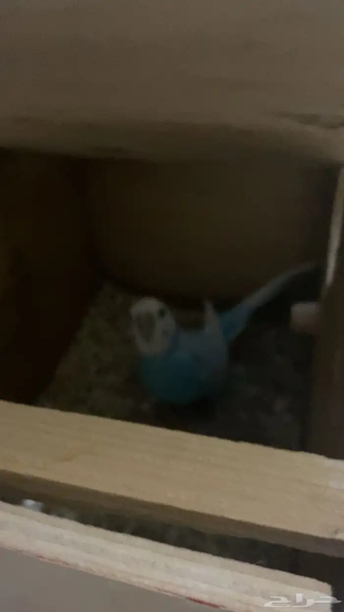 البيع جوز طيور حب منتج 2