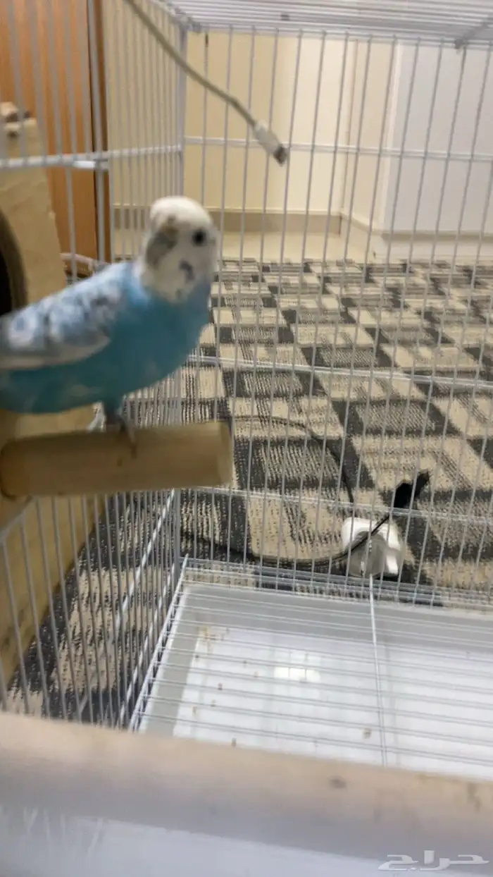 البيع جوز طيور حب منتج 3