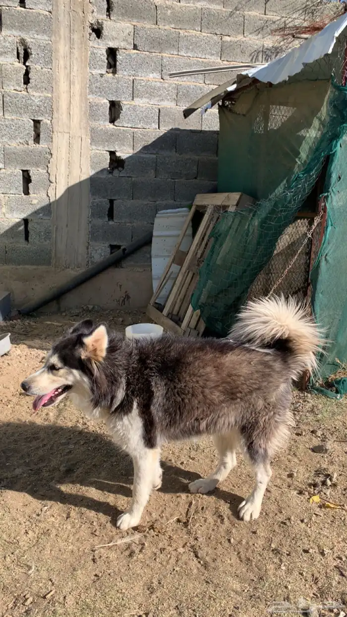 انثى هاسكي 4