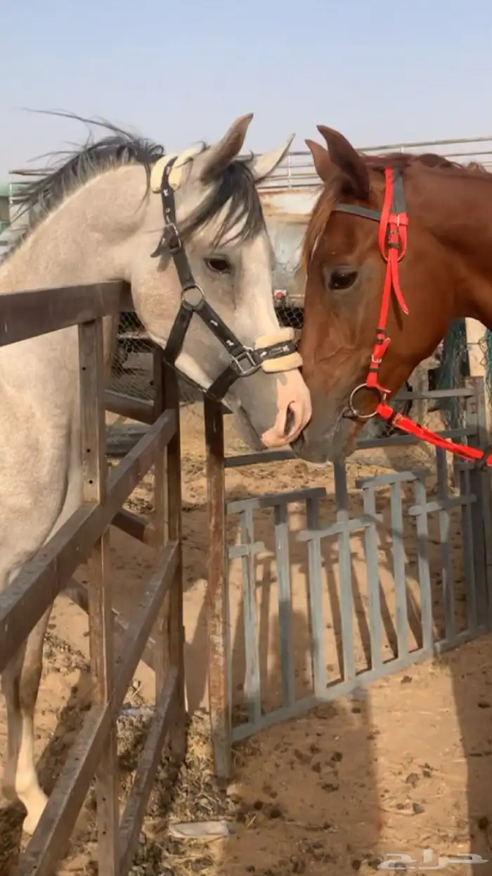 خيل 0
