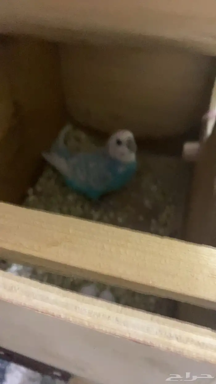 البيع جوز طيور حب منتج 0