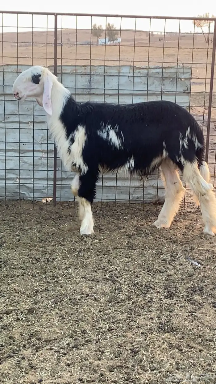 خروف نجدي مشروع فحل فاااخر 3