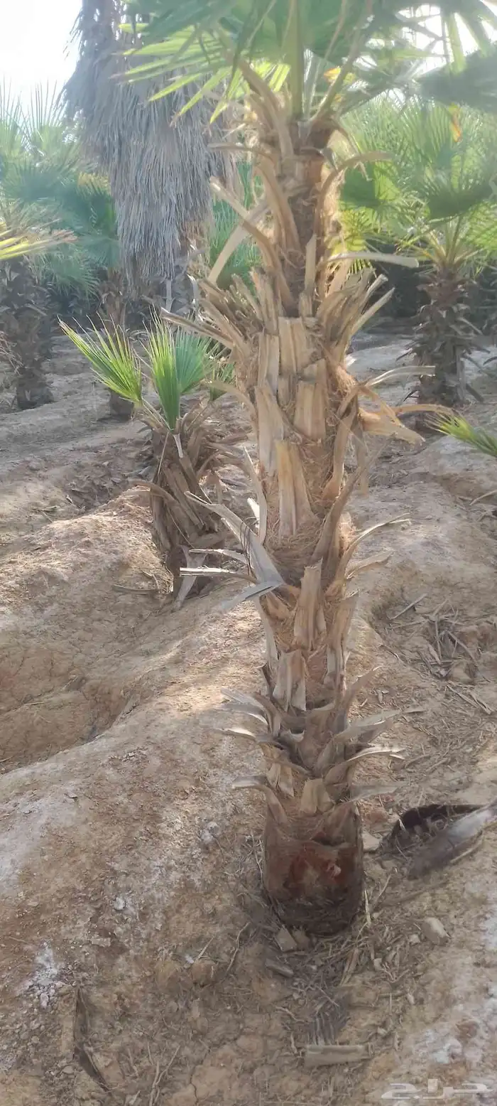 نخيل واشنطون زينه 1