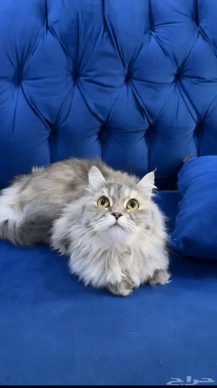 للتبني قطة طالبة تزاوج حنونه جدا  ولطيفه 1