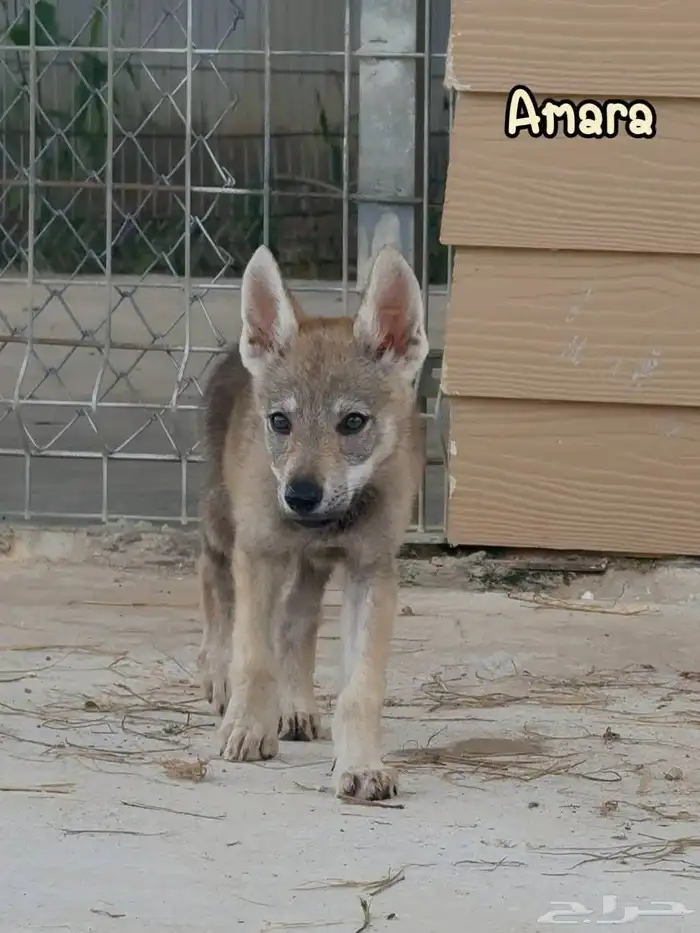 إعلان خاص  جراء الذئب التشيكوسلوفاكي جاهزة للاستيراد 6