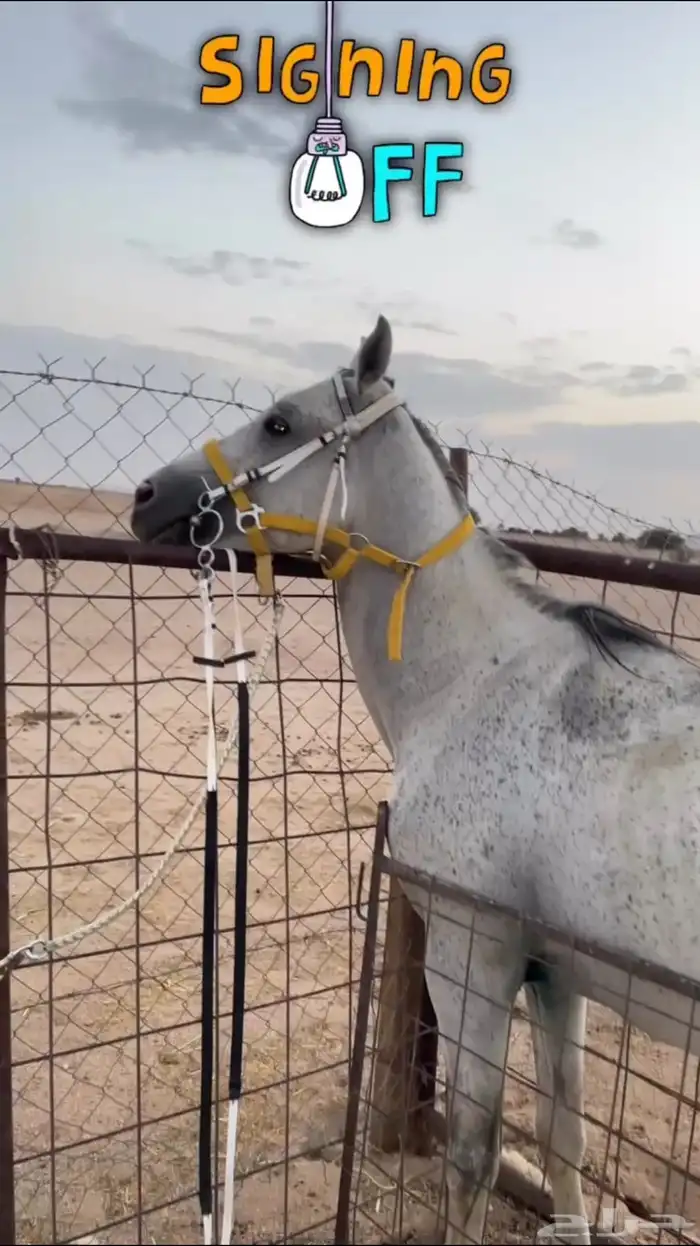 حصان للبيع 0