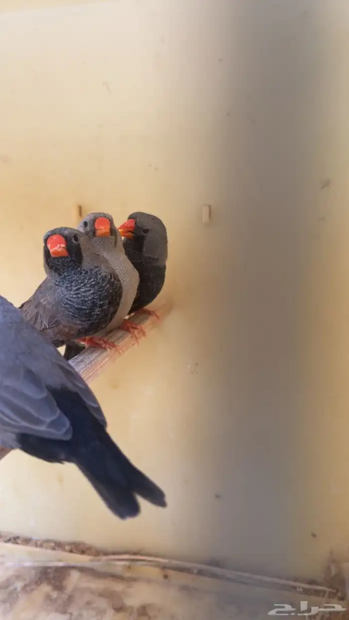 زيبرا شاركول 2