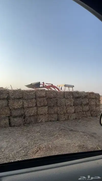 علف ذرة العدد 300 0