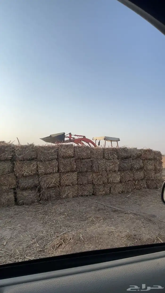 علف ذرة العدد 300 0