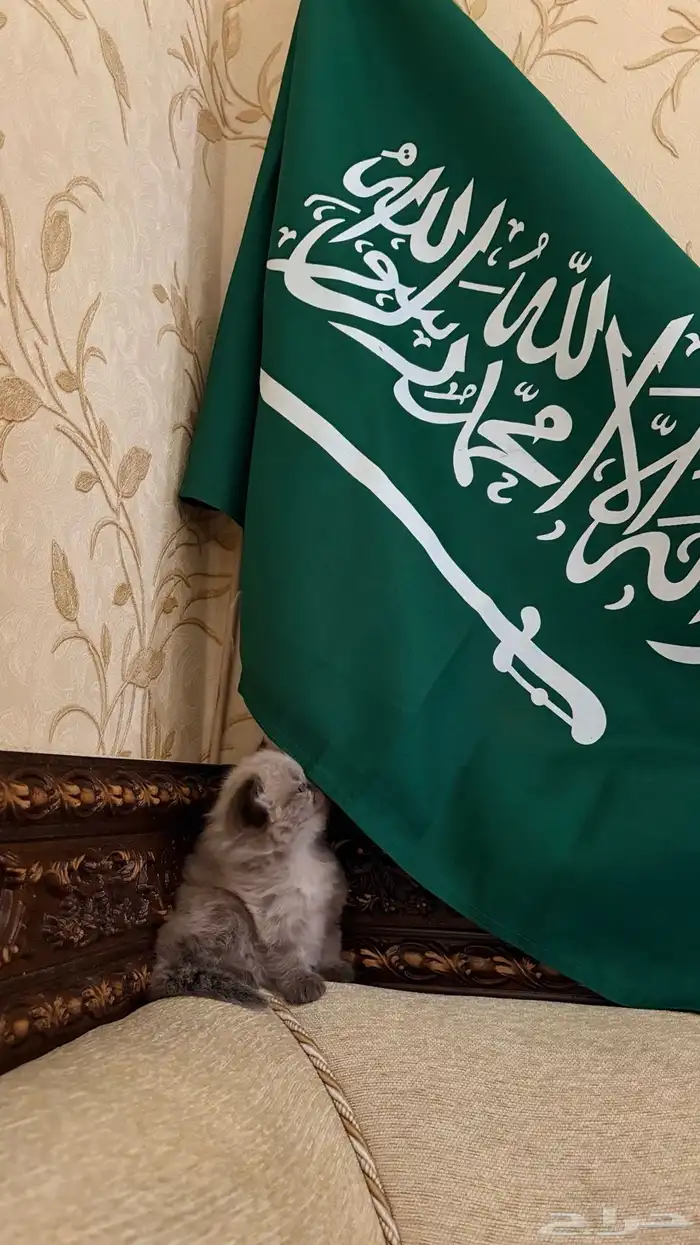 هجين سكوتش وهملايا 1