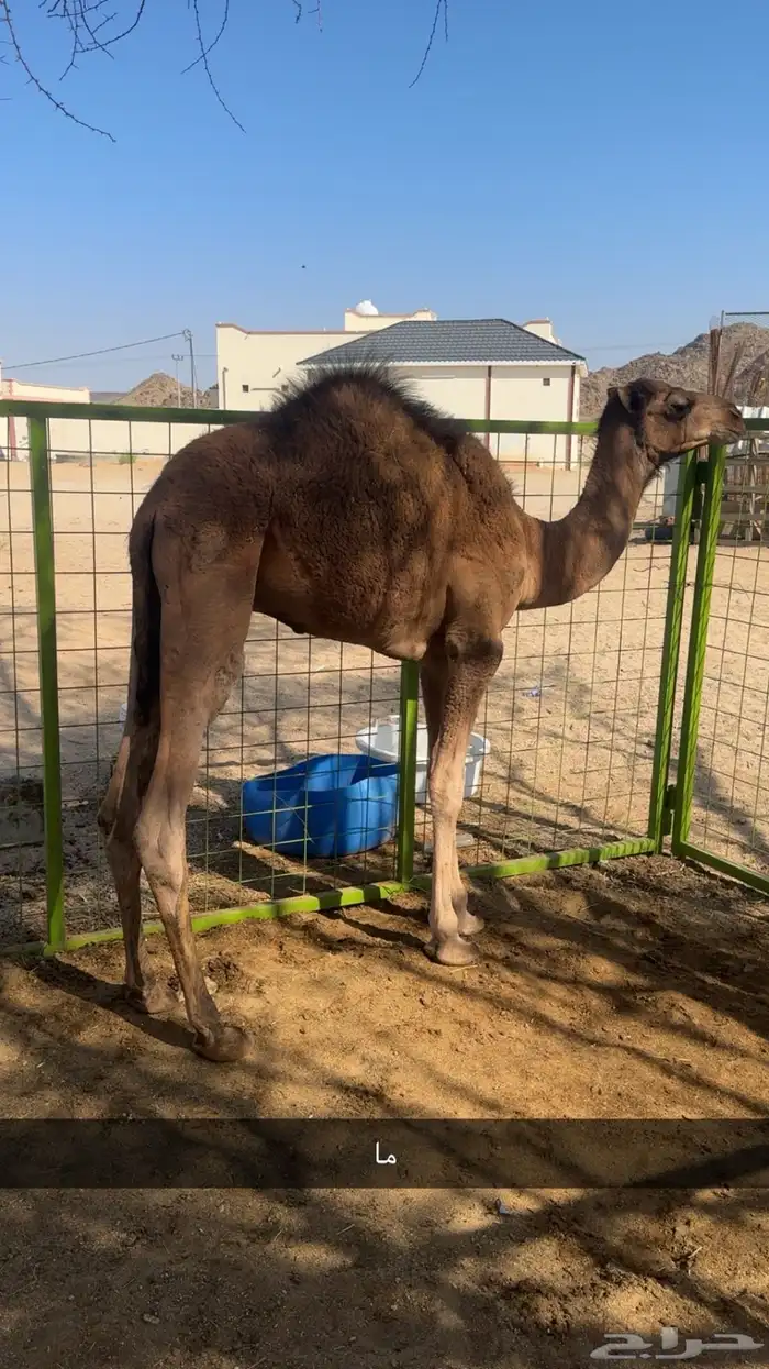 قعود العمر سته اشهر 0