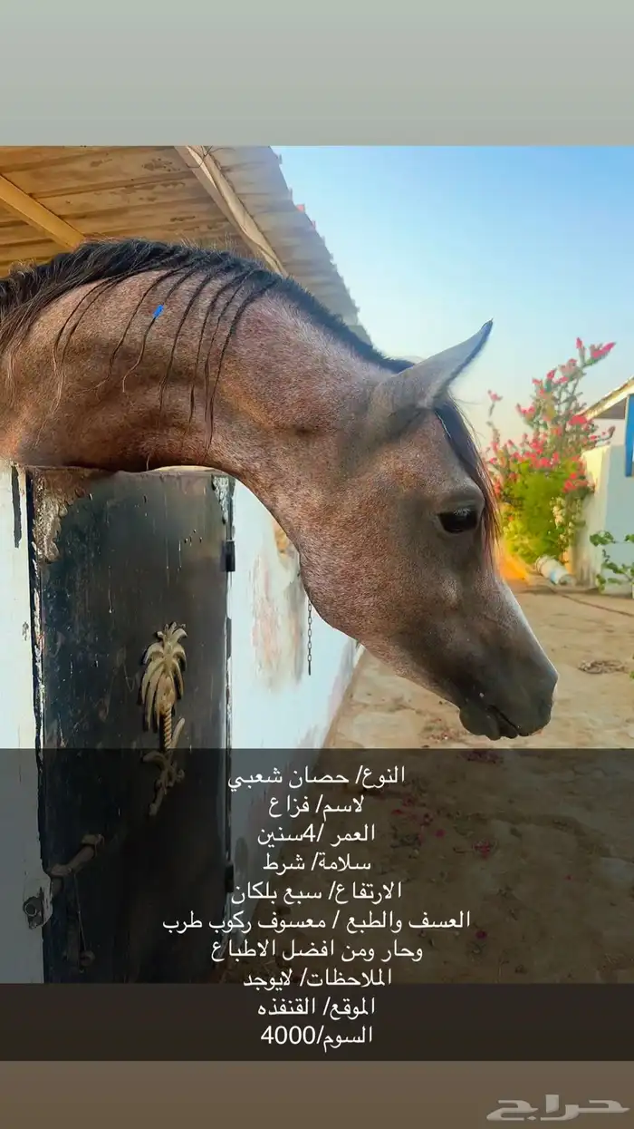 حصان للبيع 0