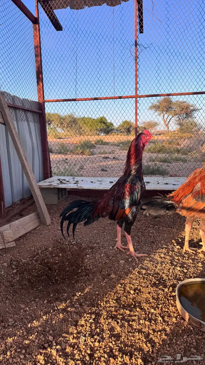 ديك باكستاني سندي فاااخر 0