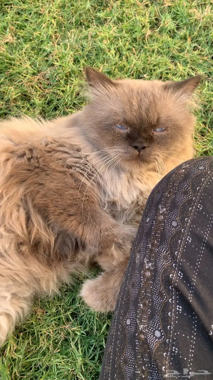 قط ذكر هملايا للتزاوج 0