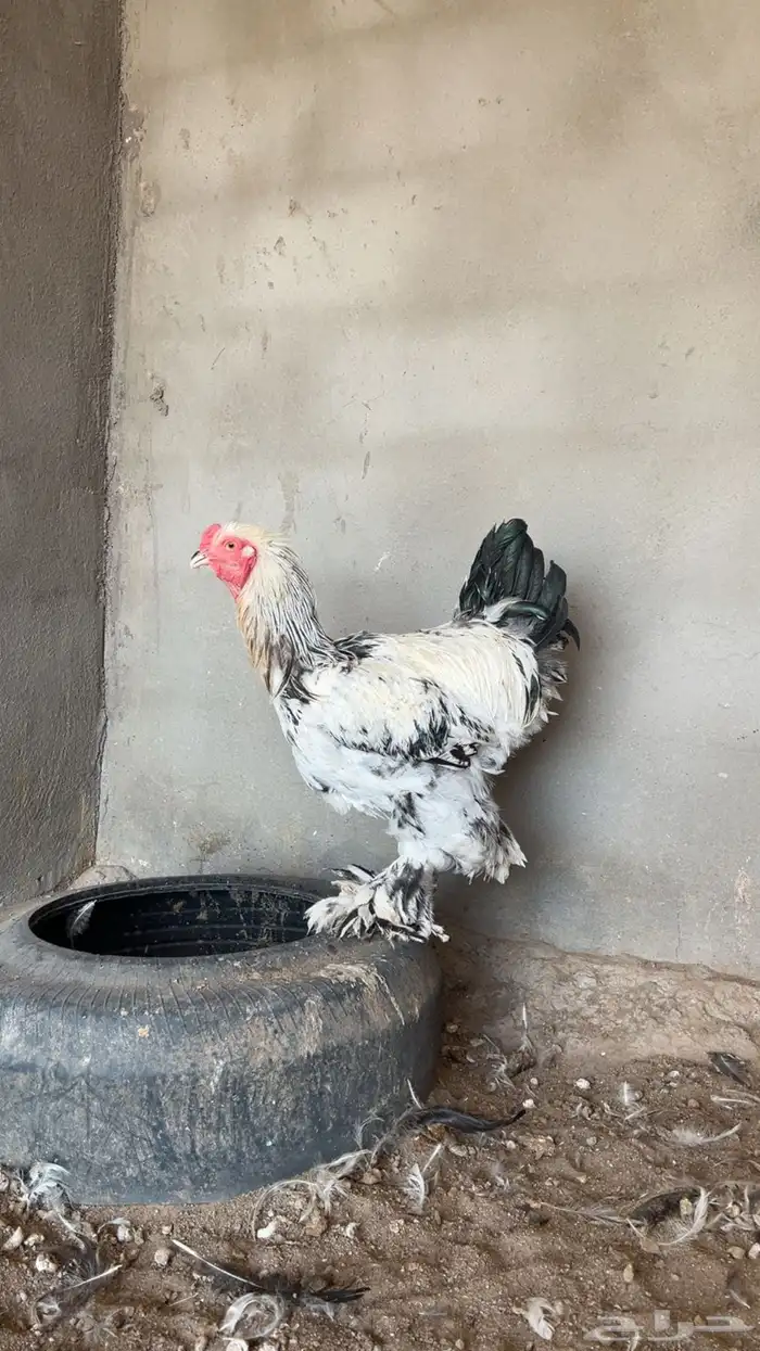 للبيع دجاج براهما اصل سلاله كونك 1