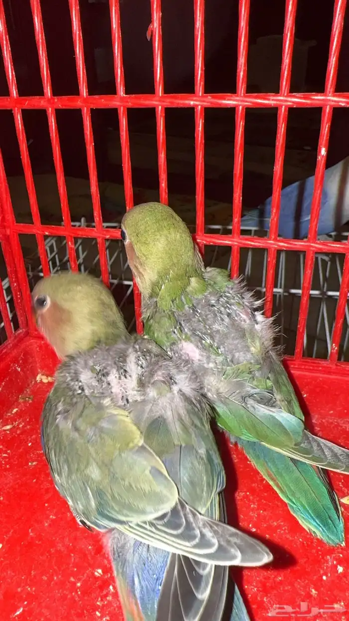 فرخ كراون فرخين روز 6