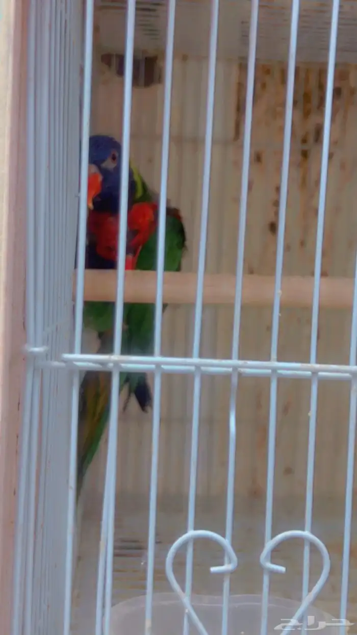 زوج لوري رمبو مع فرخين 1