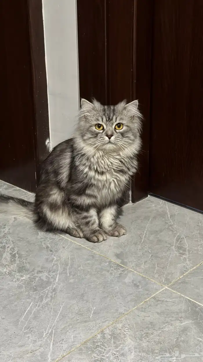 قط شيرازي للتبني 0