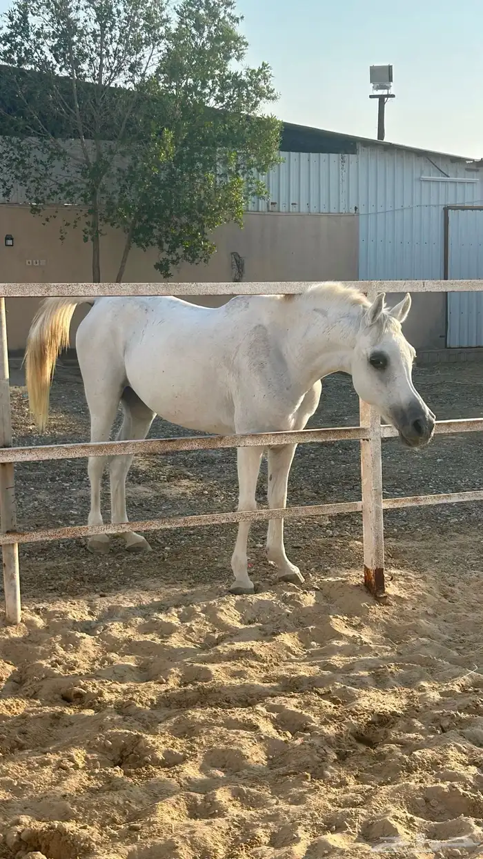 فرس شعبية لقاح 3شهور 1