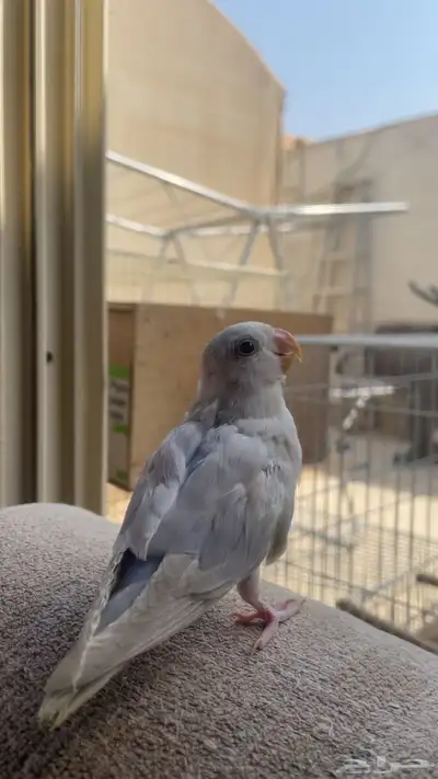 طير روز ضايع ف حي الحزم 0
