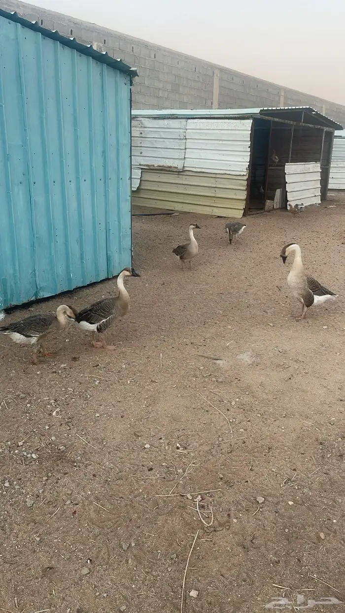 وز عراقي وبط 0