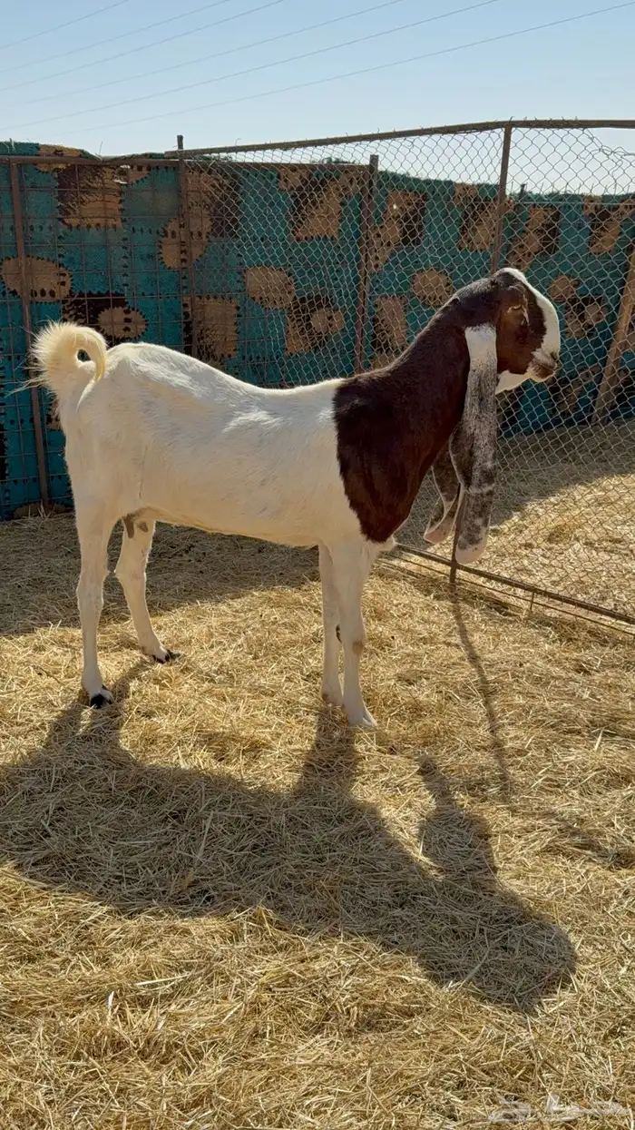 للبيع معزا مشاريك فاخره 1