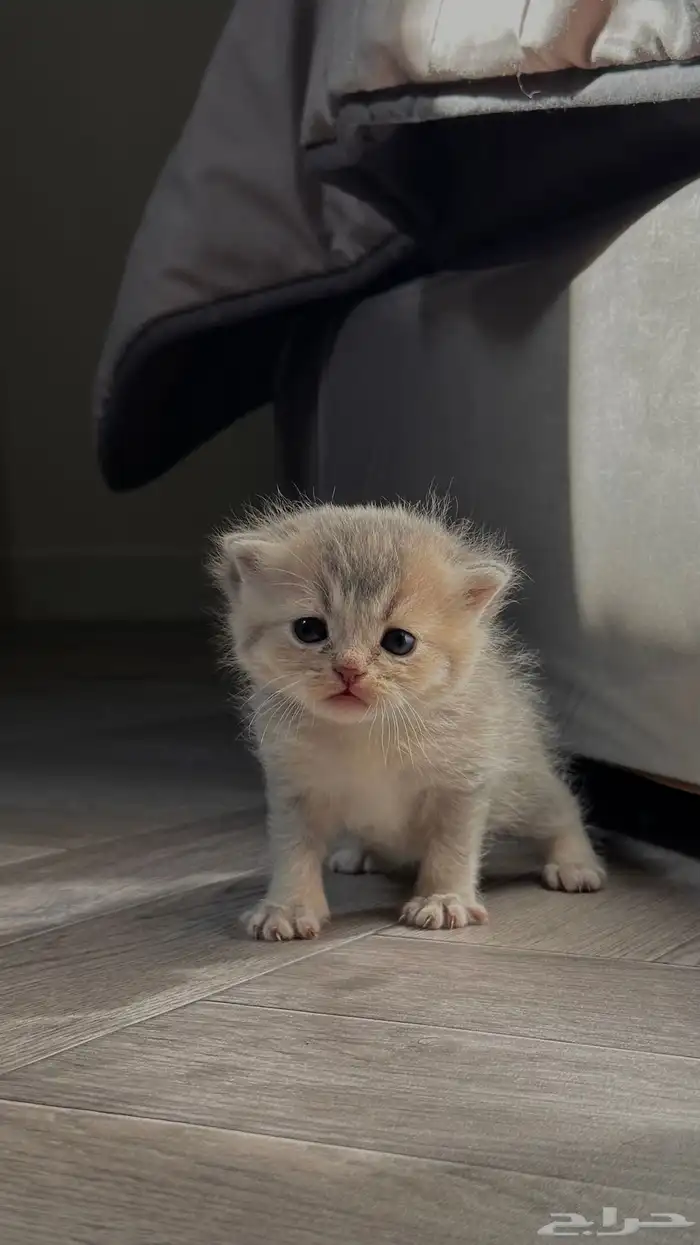 انتاج سكوتش مستوى قوي 3