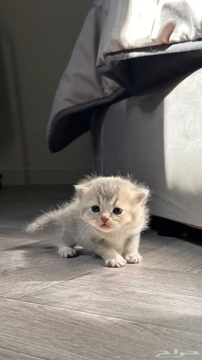 انتاج سكوتش مستوى قوي 2