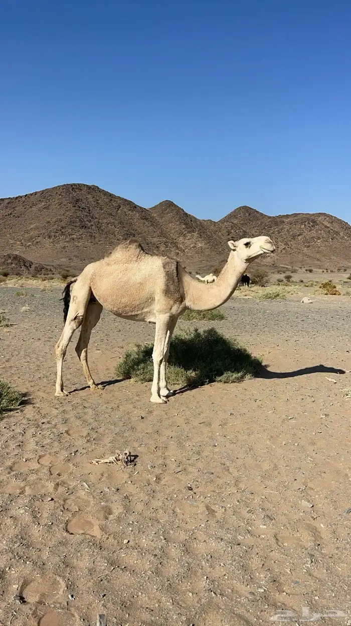 لقحه شقحا 0