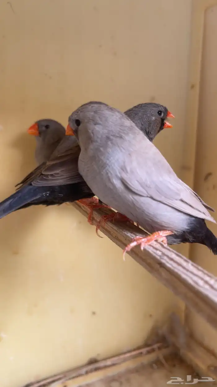 زيبرا شاركول 0