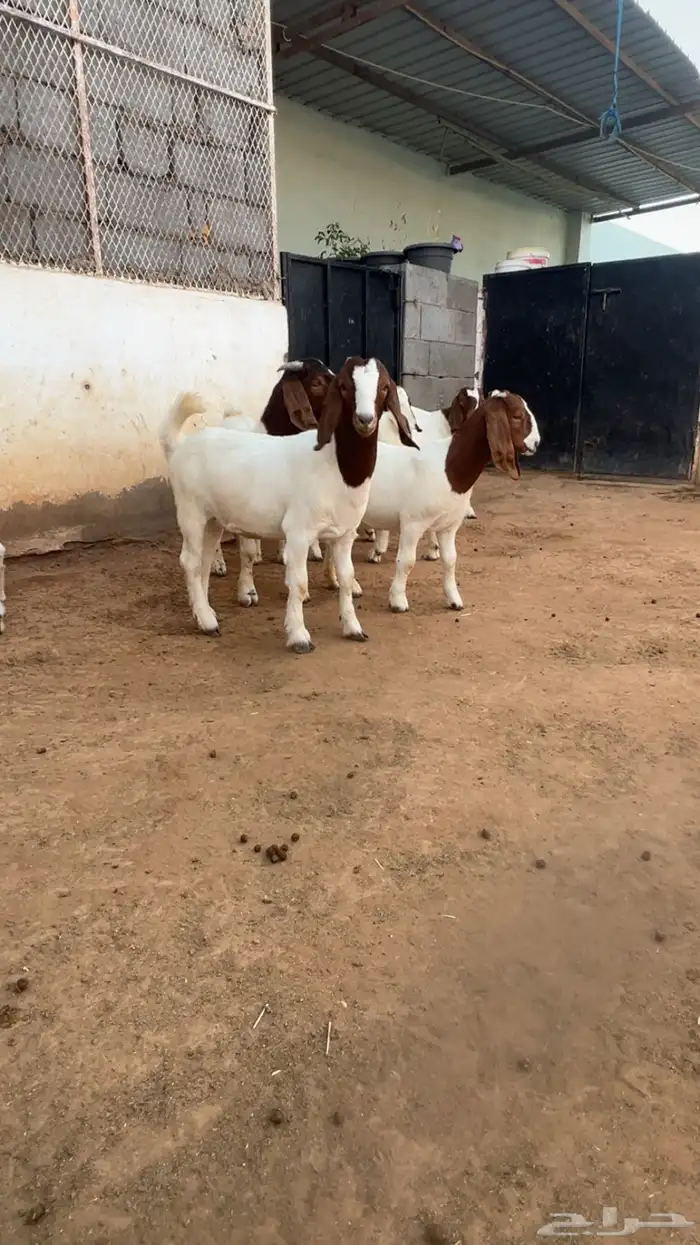 بورقوت 4