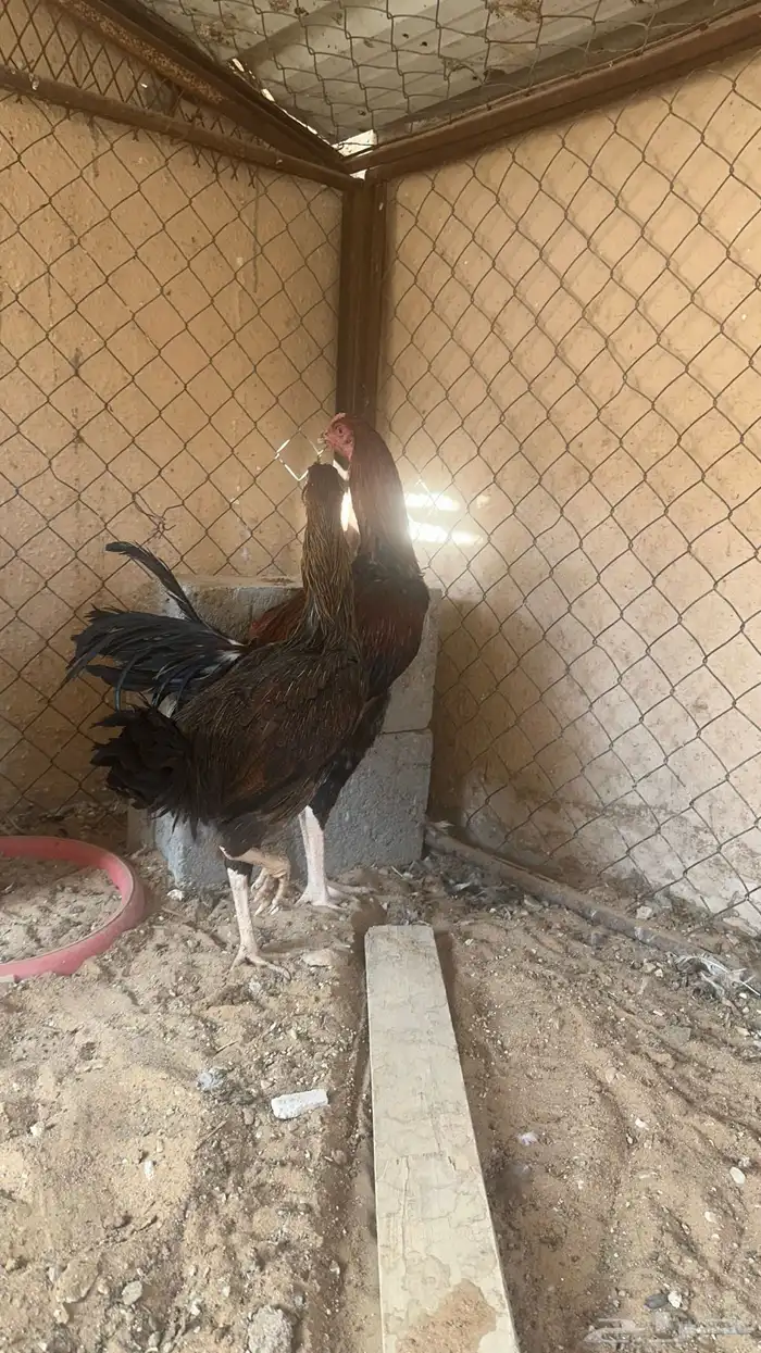 طقم دجاج فارسي 2