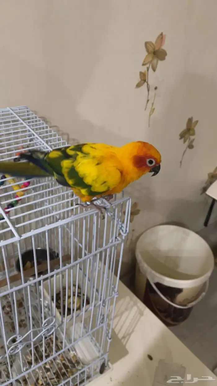 صن كنيور اليف هدد 4