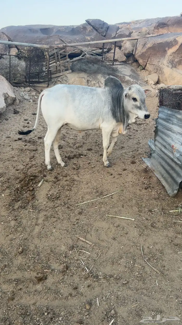 ثور بلدي للبيع 0