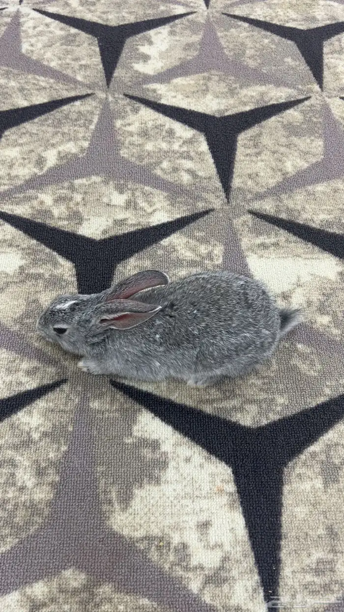 ارنب نظيف للبيع الصامل 2