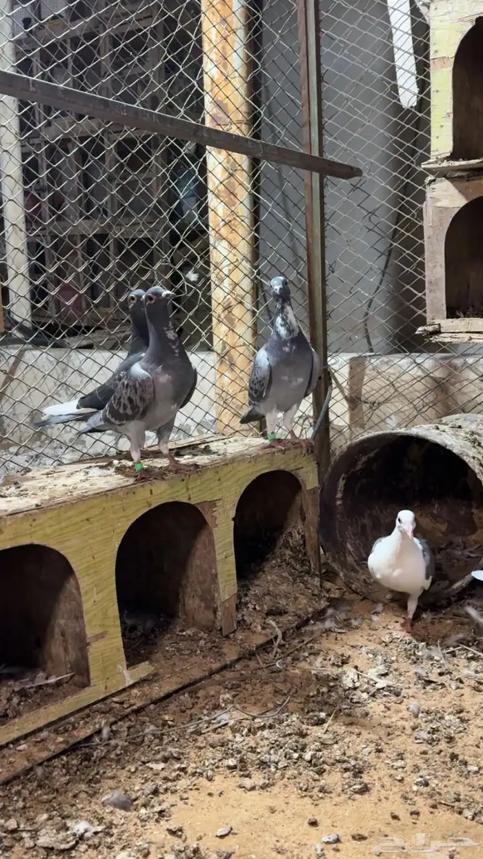 طبات زاجل سباق 2