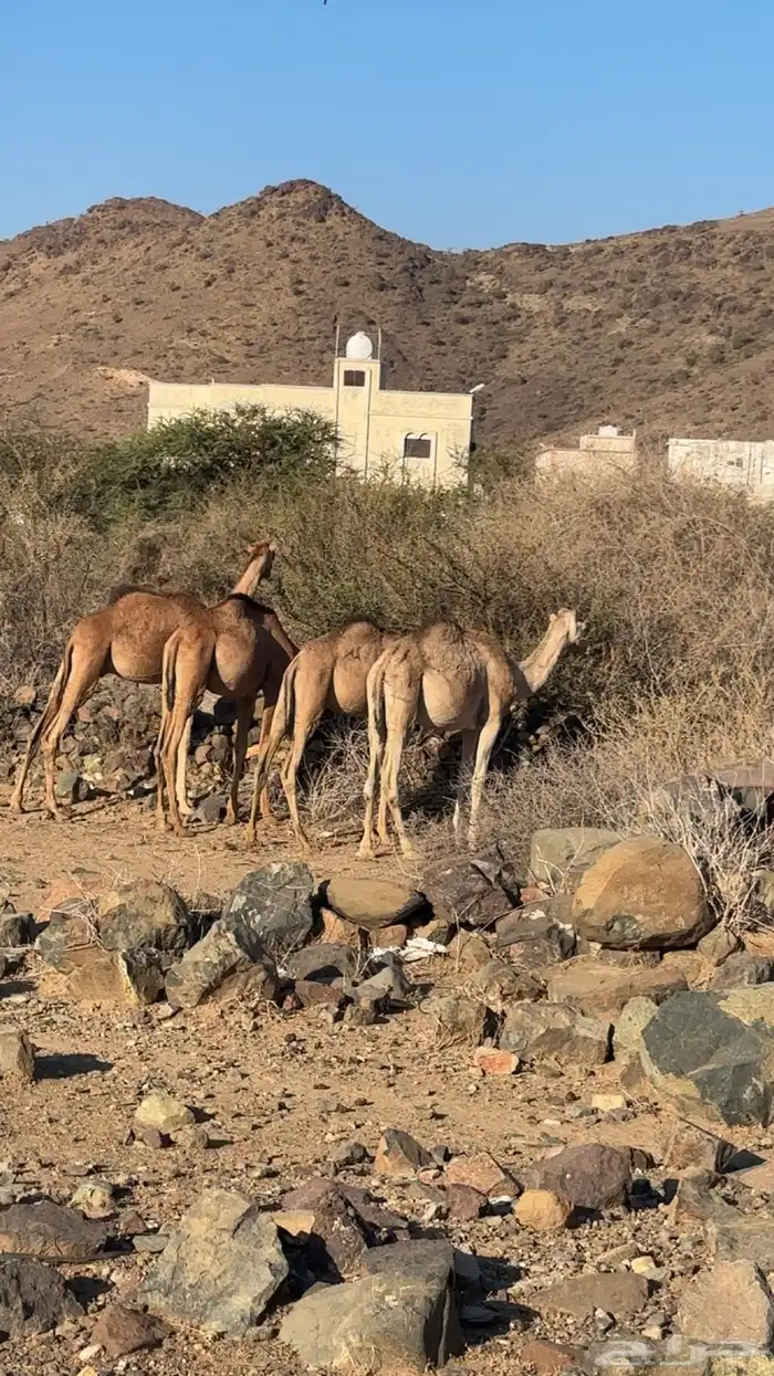 قعدان على الشرط نظافه وفل شحم 0