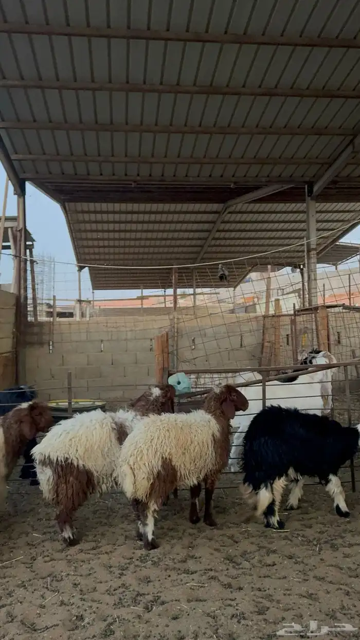 رخال للبيع 1