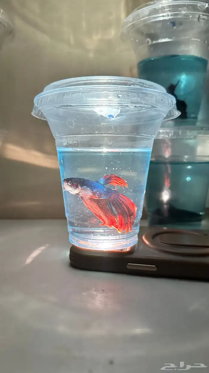 اسماك فايتر 2