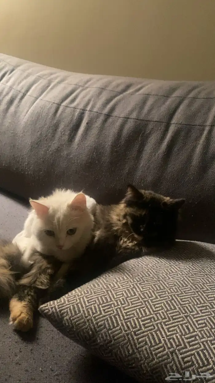 قطتين اناث سليمتين من الامراض للتبني في ابها او ماجاورها 2