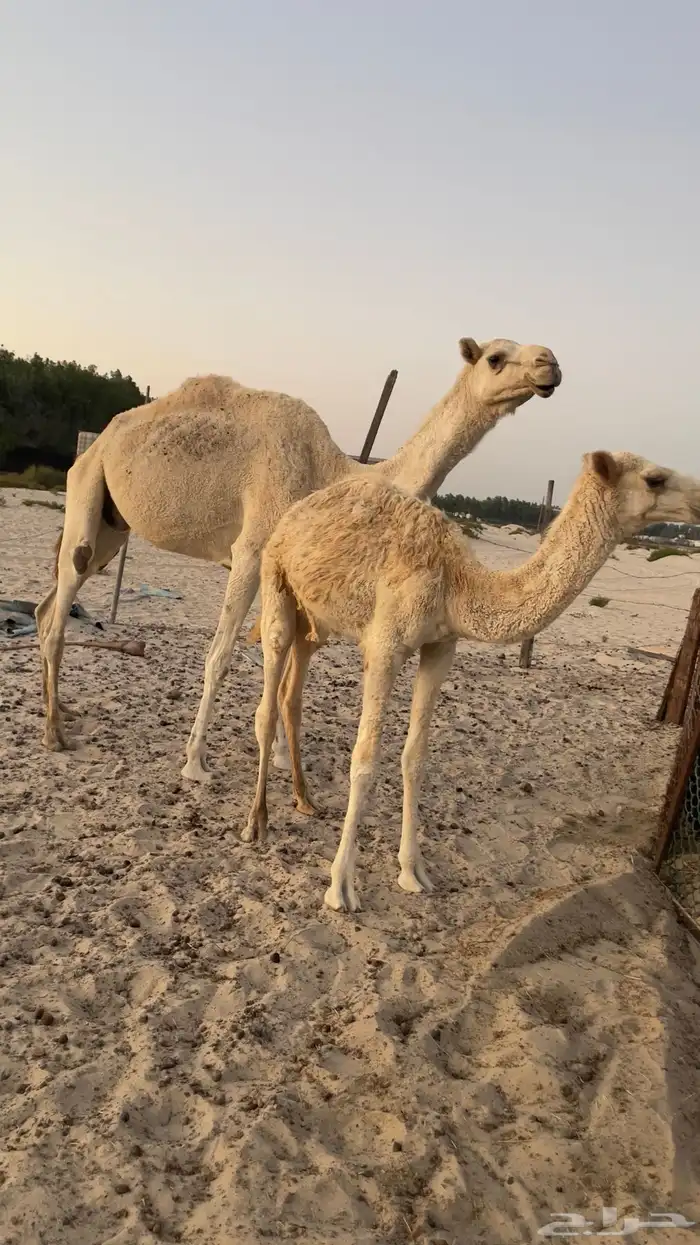 ناقه عشراء بولدها 1