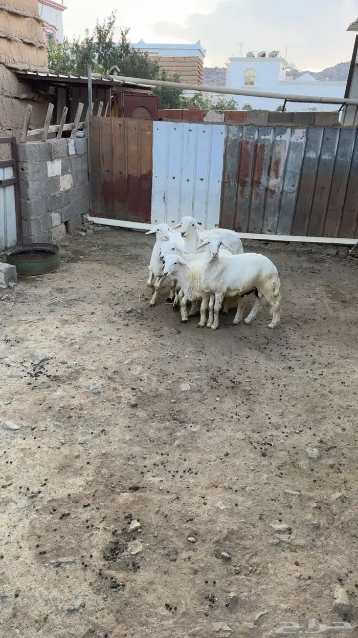 خرفان مناسبات للبيع 3